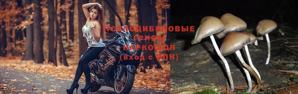 эйфоретик Богданович